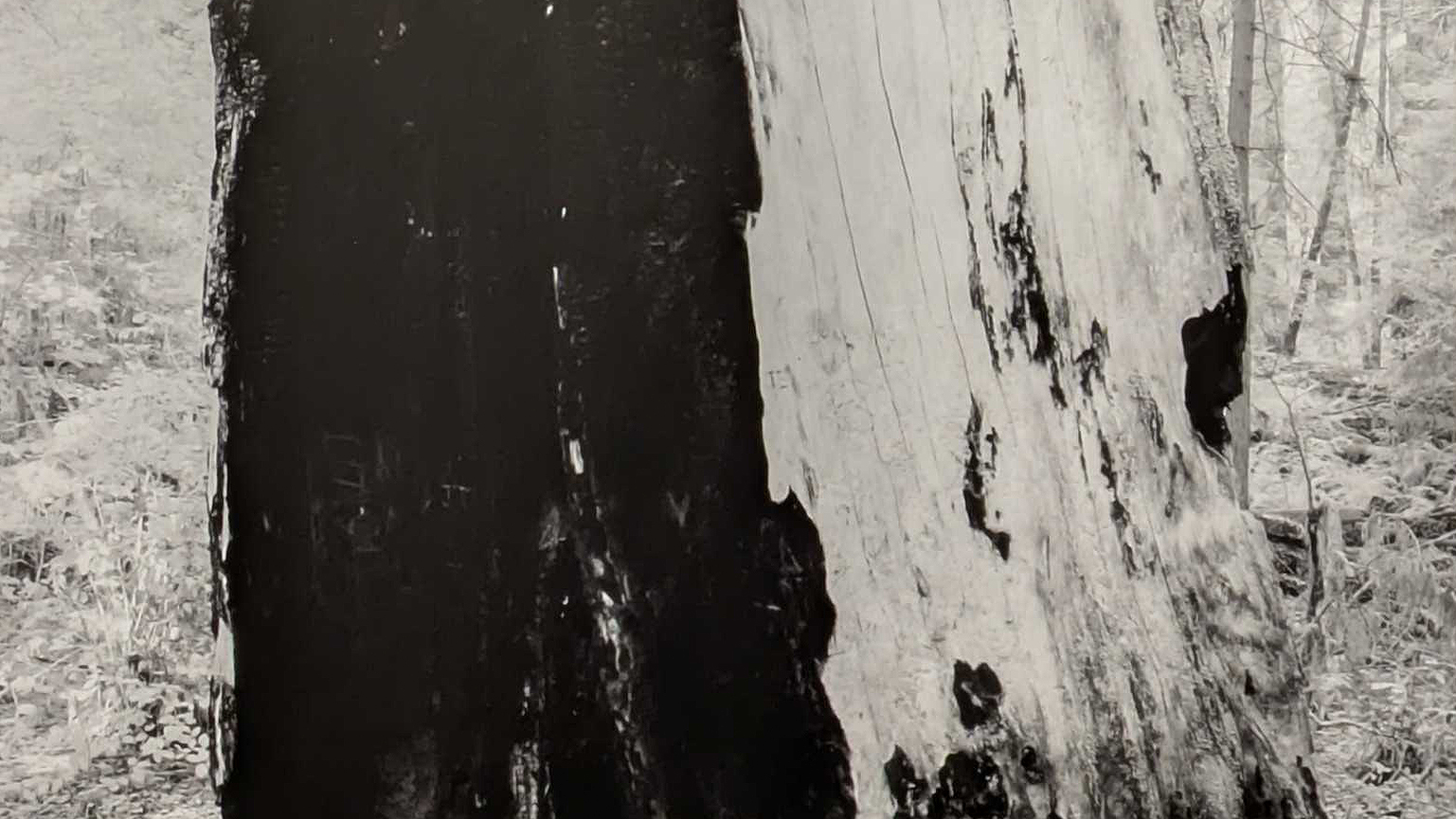 A black and white coastal redwood, with a stark divide between white and black down the trunk.